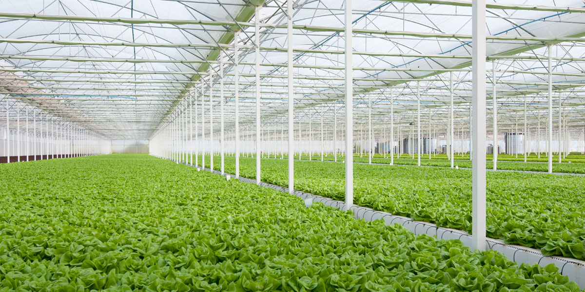 Top 10 Climate-Smart Horticulture Practices for Indian Conditions