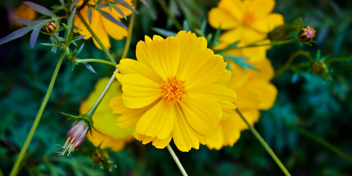 Top 10 Cut-Flower Crops Grown in India