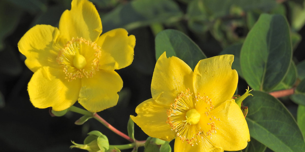 Top 10 Drought-Tolerant Ornamental Species for Indian Conditions