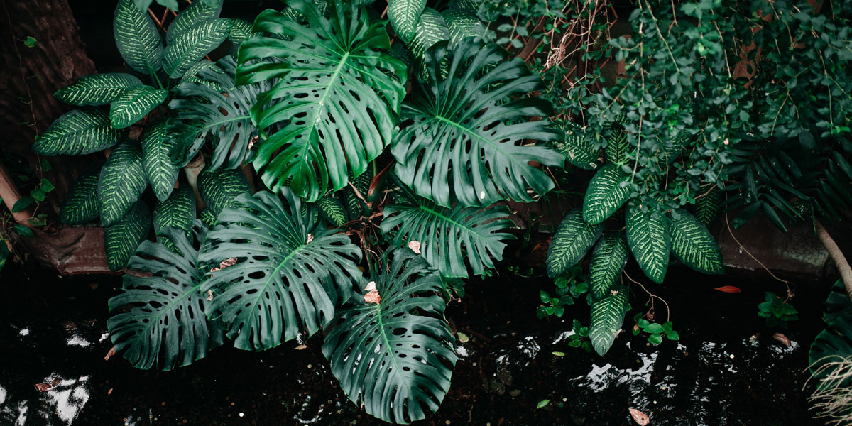 Top 10 Filler Greens and Foliages for Indian Bouquets