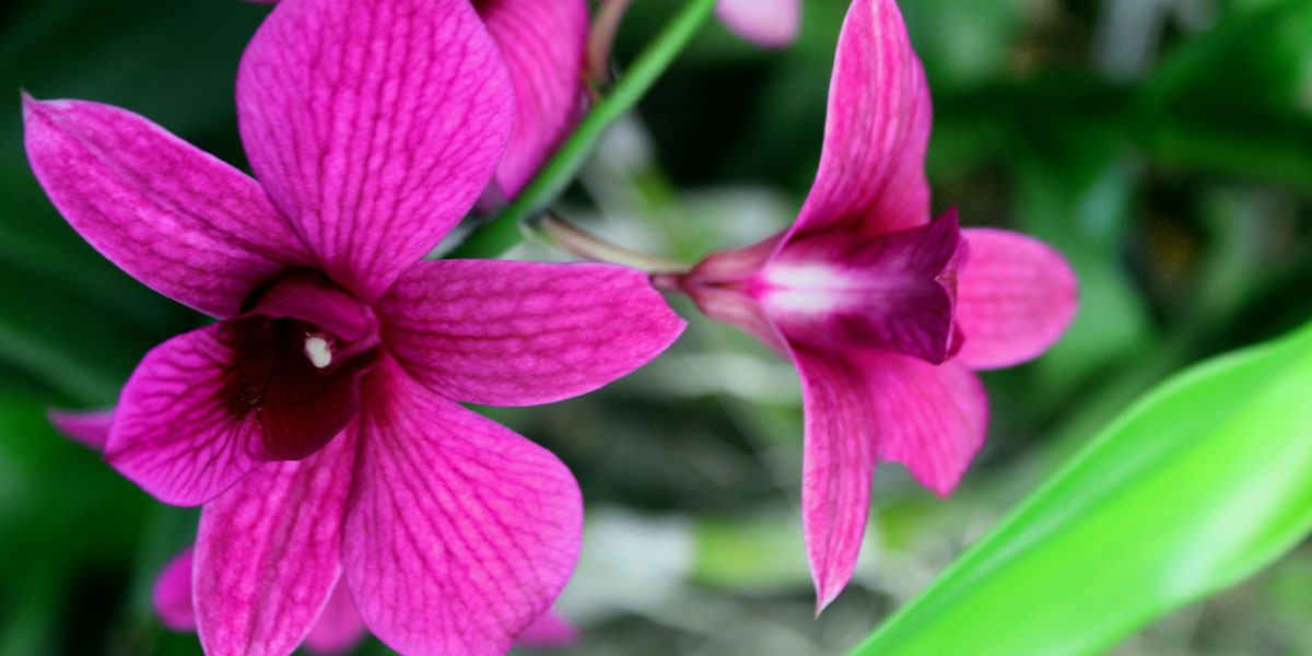 Top 10 Flower Varieties for Export from India