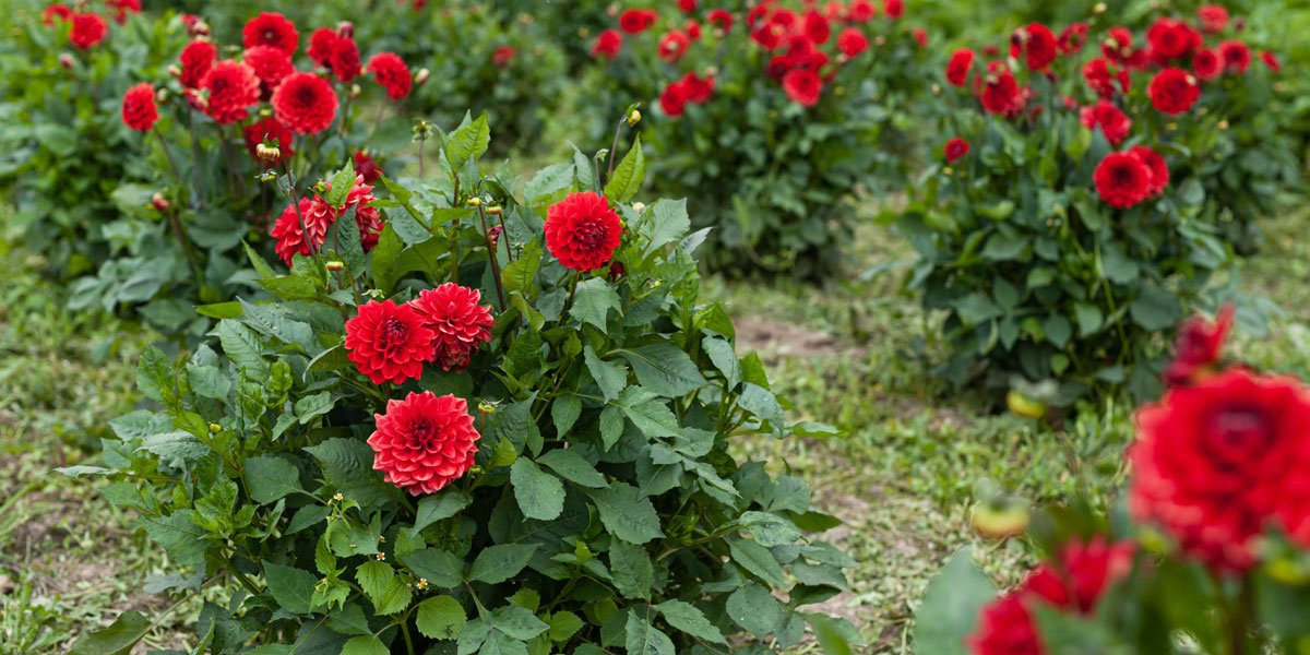 Top 10 High-Value Flowers for Small Indian Farmers