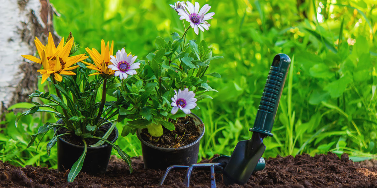 Top 10 Integrated Pest Management Strategies in Horticulture