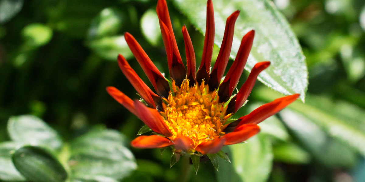 Top 10 Native Indian Flowers with Commercial Potential