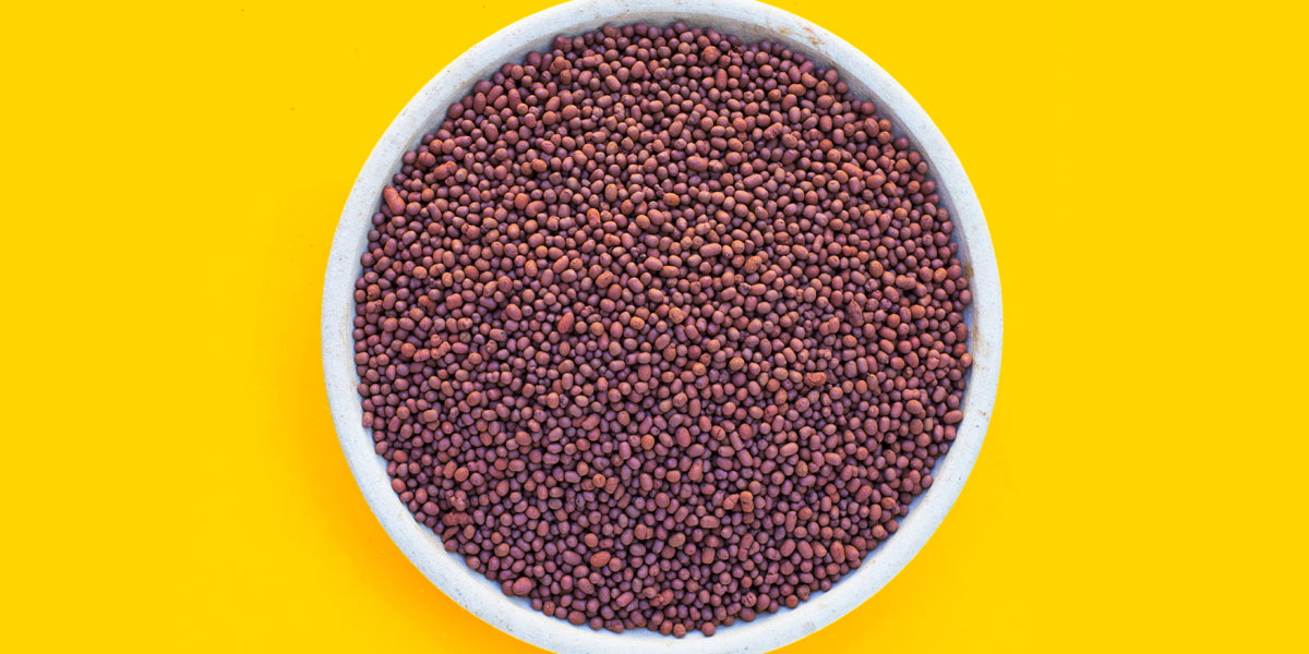 Top 10 Oilseed Crops to Grow in India