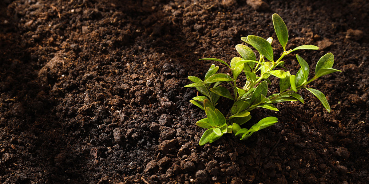 Top 10 Organic Inputs and Biofertilizers Used in India
