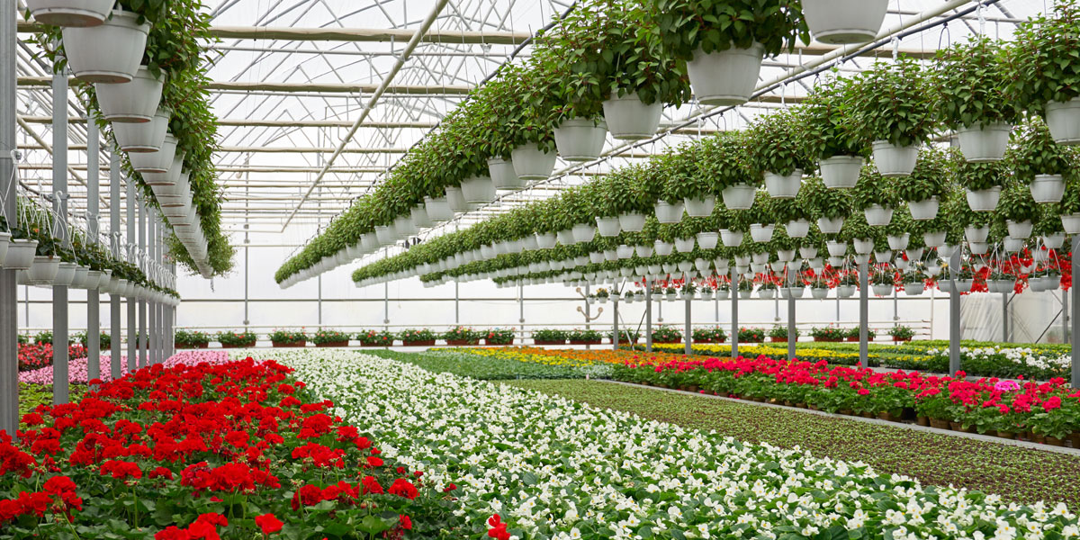 Top 10 Protected Cultivation Techniques