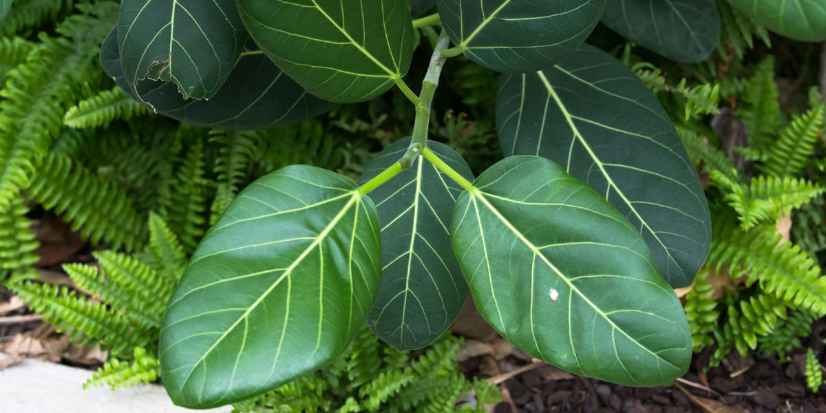 Top 10 Shade-Loving Ornamental Plants for Indian Landscapes