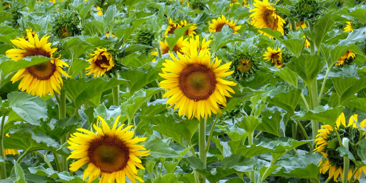Top 10 Summer-Season Flowers for Indian Agro-Climates