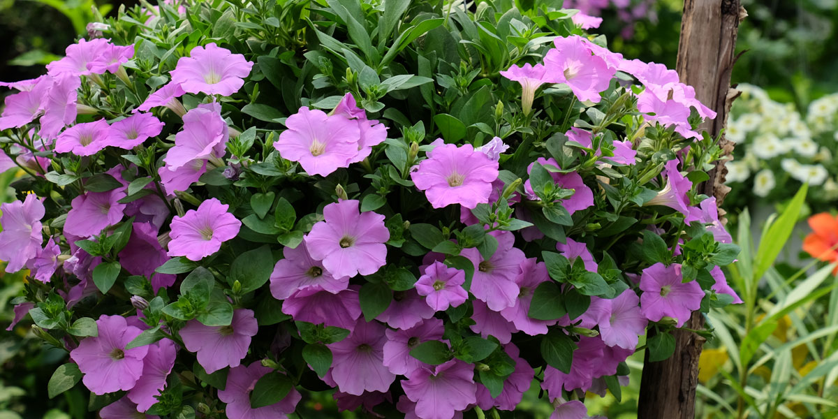 Top 10 Winter-Season Flowers for Indian Agro-Climates